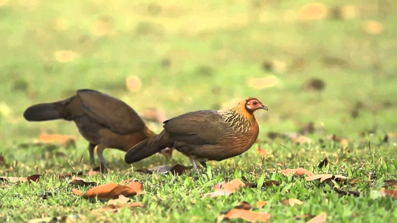 Gallos Salvajes