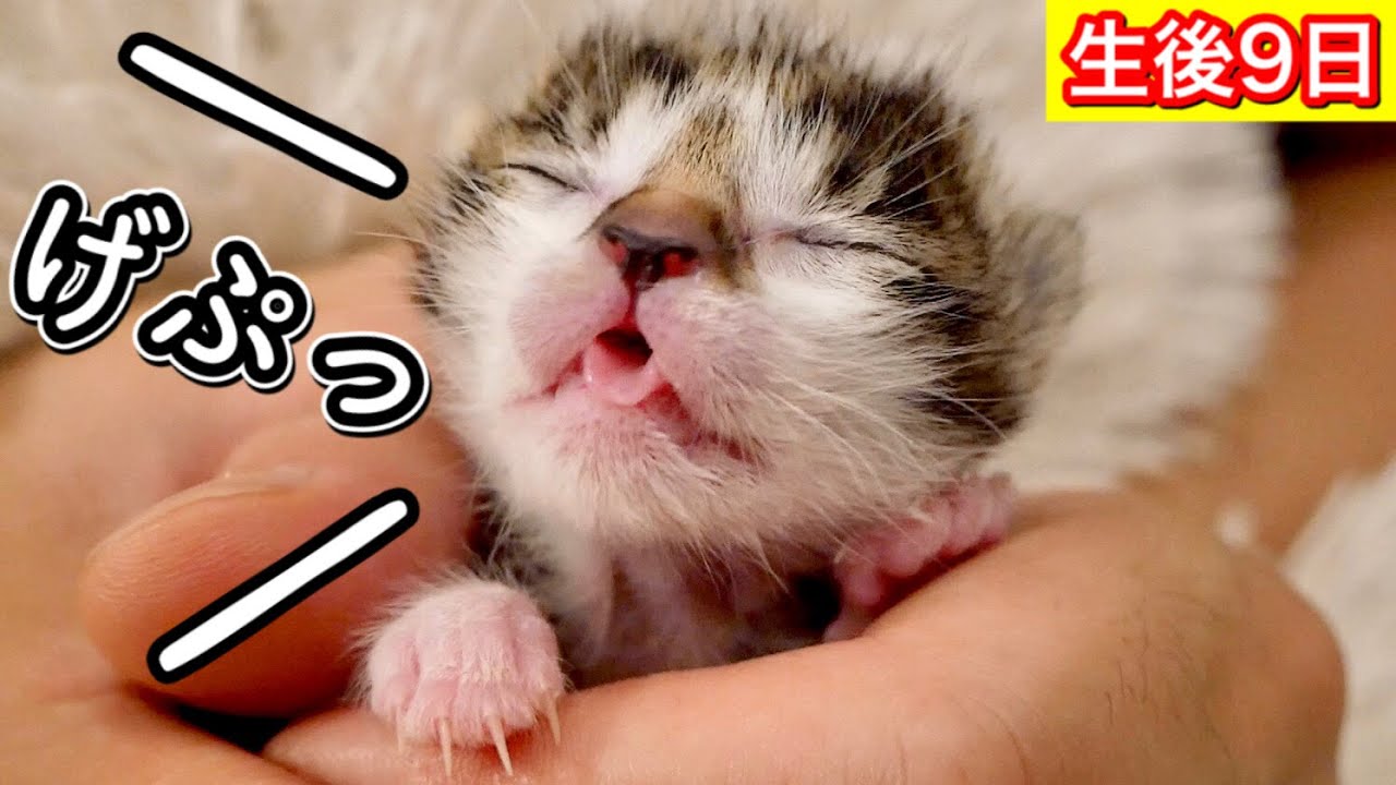 生後9日目の赤ちゃん子猫のゲップが可愛すぎた。【保護猫】