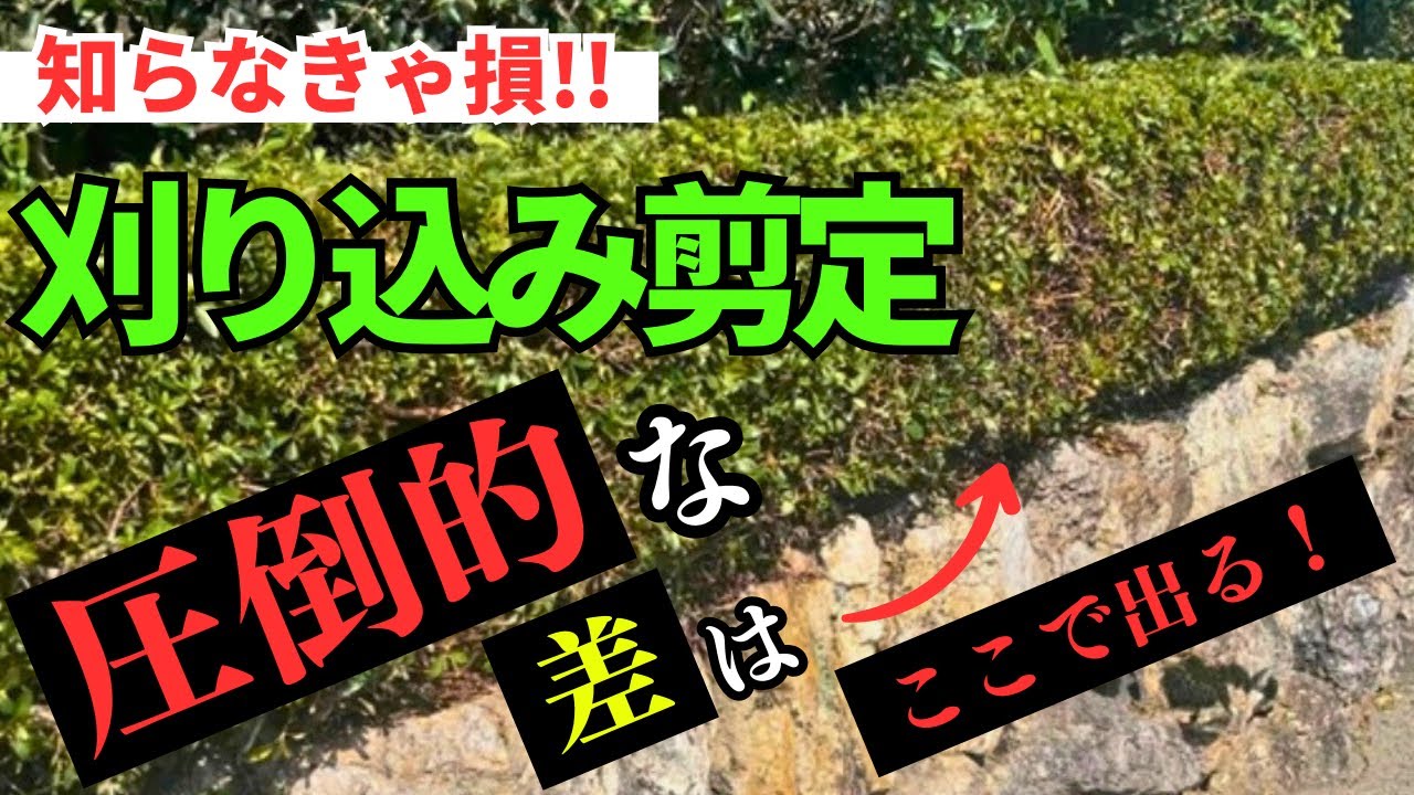 【サツキ刈り込み剪定】簡単作業で驚く程綺麗に見える！〜いや、むしろそれが大事〜