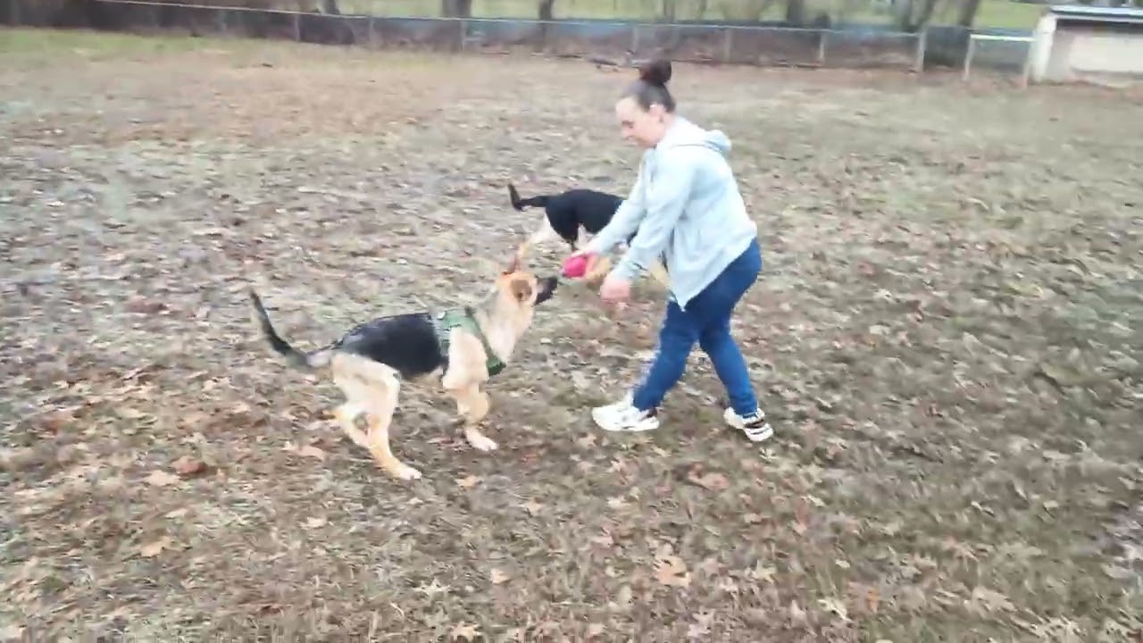 THE TROUBLE BROTHERS SHOWING YA'LL THEIR PLAYFUL SIDE! 🐶🐶🏉