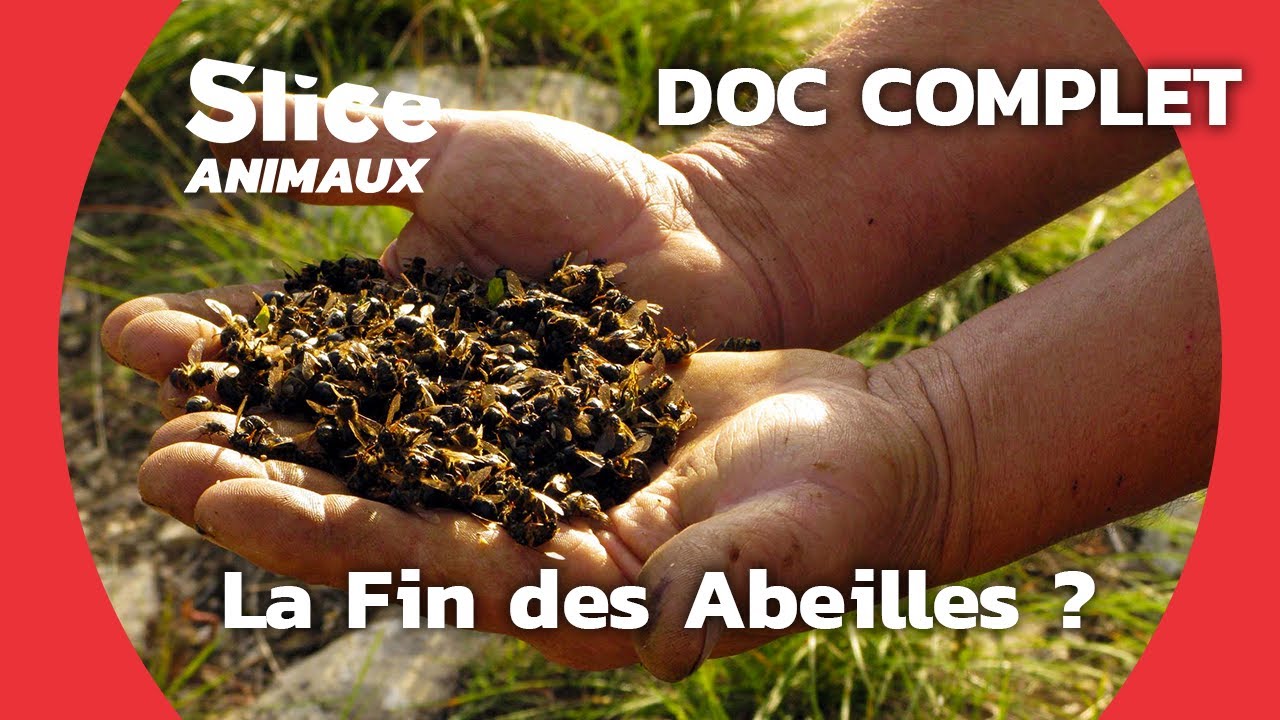Disparition Des Abeilles, la Fin d'un Mystère I SLICE ANIMAUX l DOC COMPLET