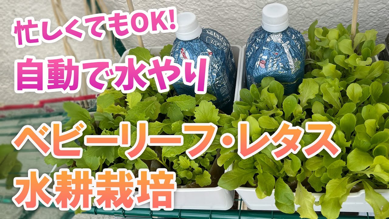 100均グッズでベビーリーフとレタスを水耕栽培！自動給水で水やりも楽々🍃✨