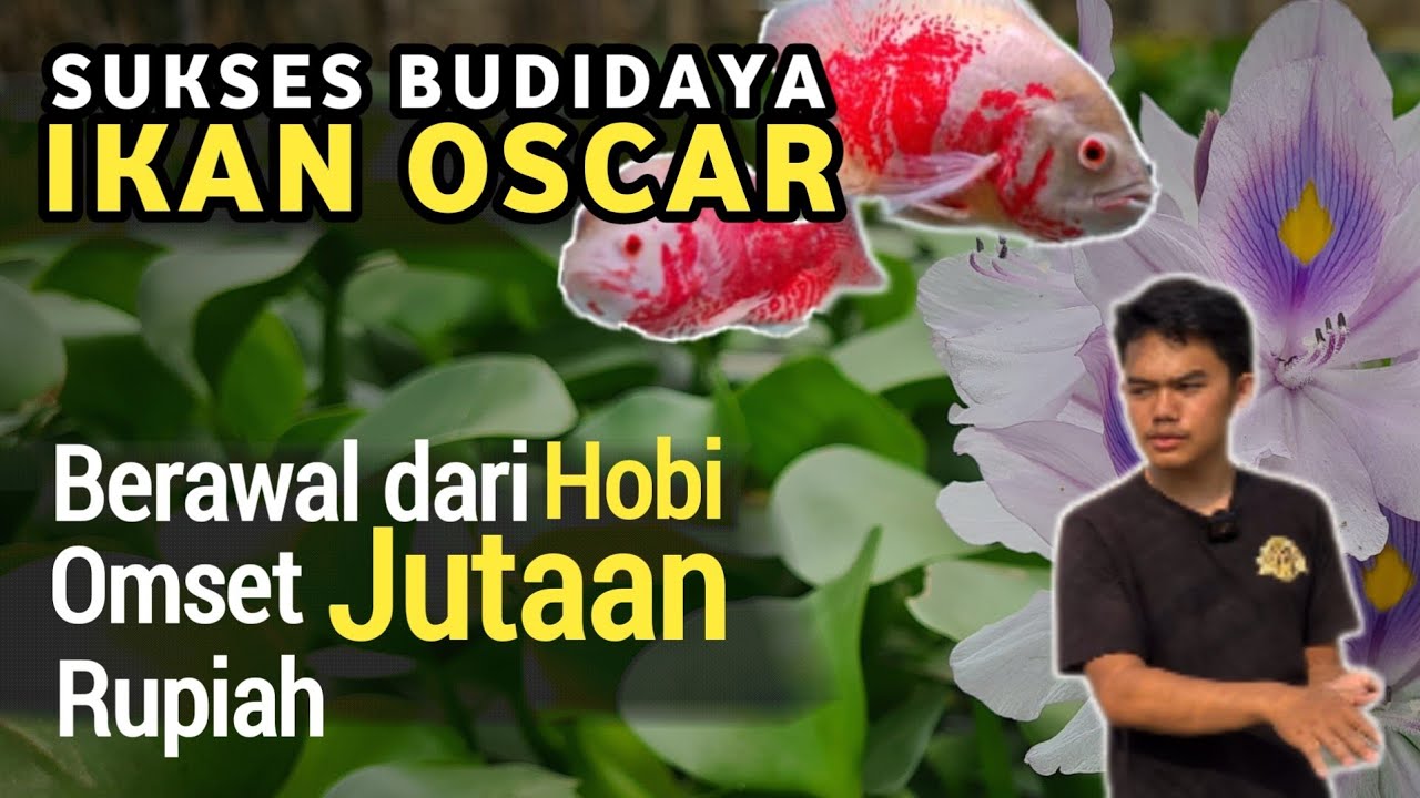 SUKSES BUDIDAYA IKAN OSCAR Omset Jutaan Rupiah