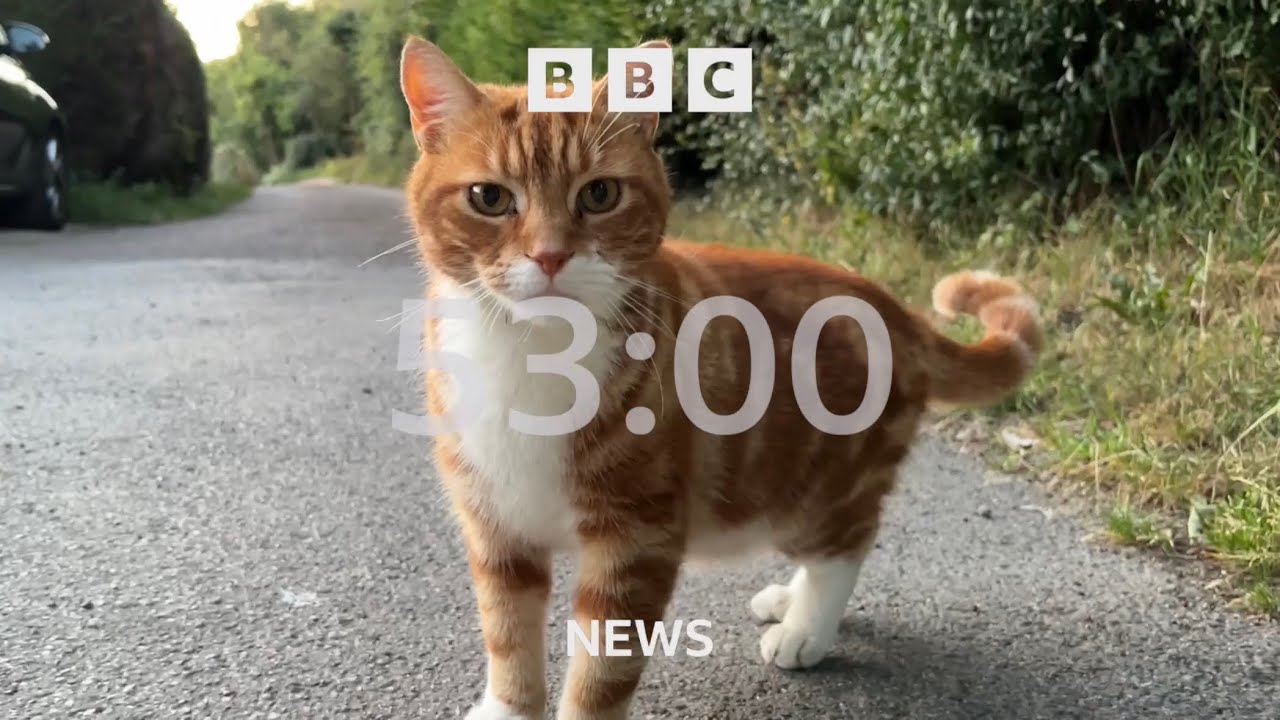 Mock Own Footage BBC News Countdown #281 - Animals Kingdom Special