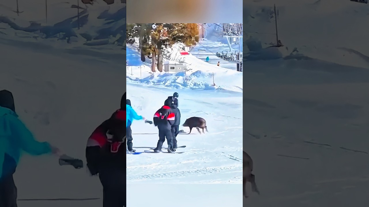 🐗 Турист оказался лицом к лицу с огромным кабаном #кабан #дикийкабан #нападение