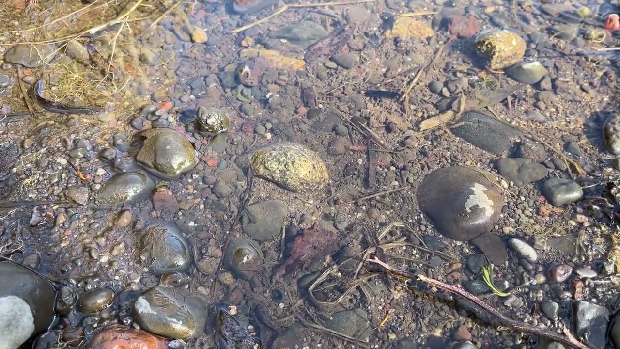 Minnows in a Puddle #nature #riverside #fisherman #asmr #ecosystem  