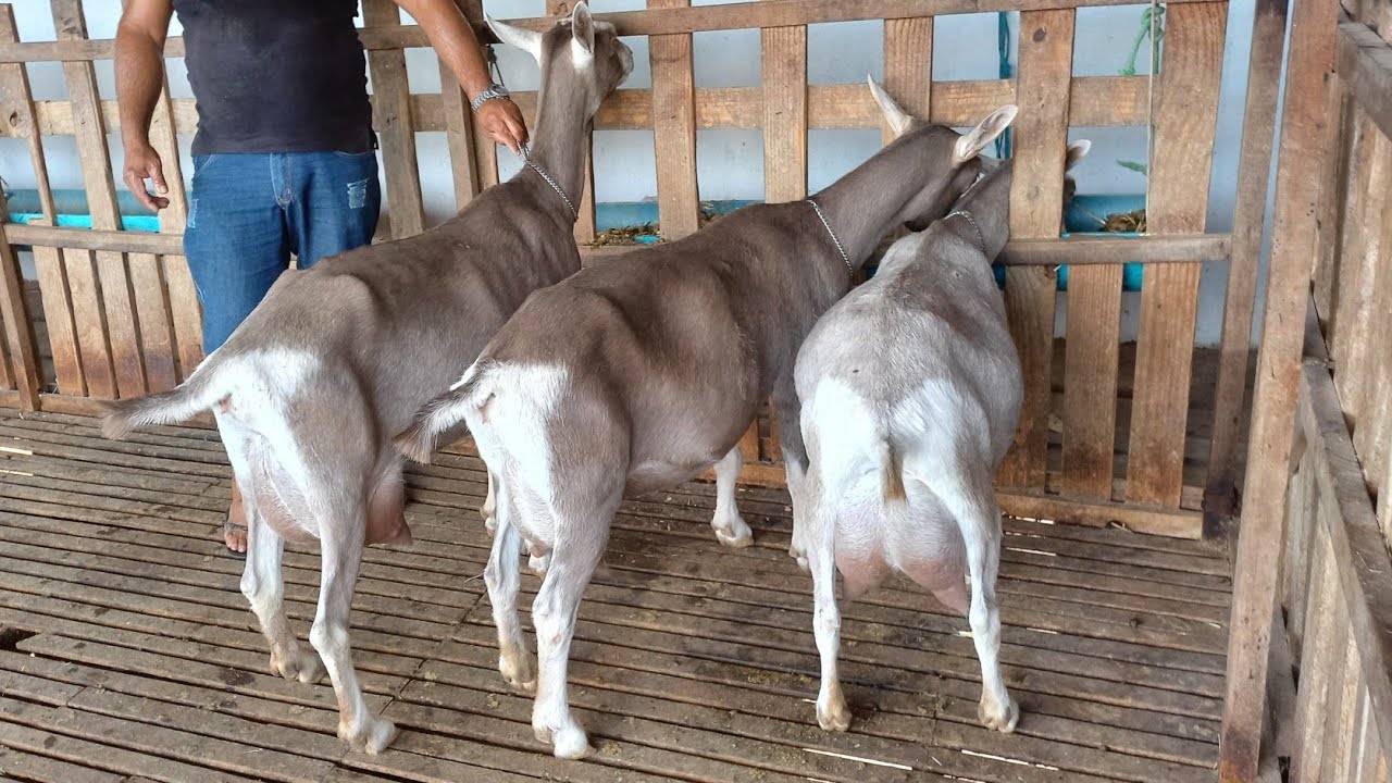 FUI VISITAR O CAPRIL DO MARCIO E TIVE UMA SURPRESA GRANDE, CRIADOR DE CABRAS TOGGENBURG 