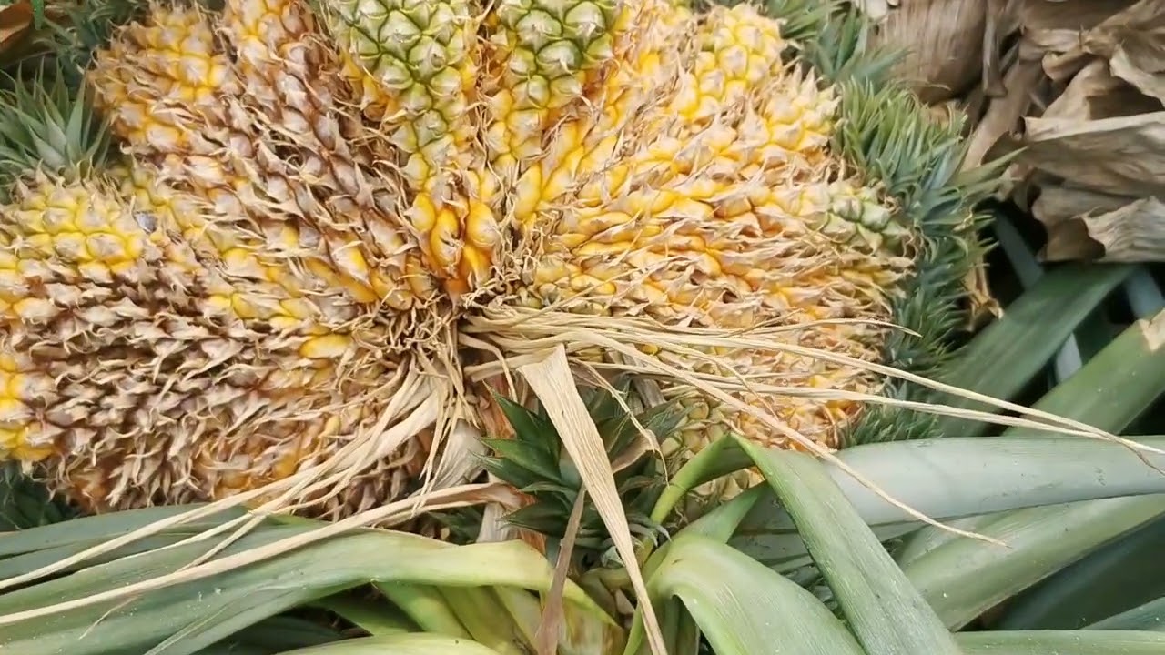 Ananas bizarre