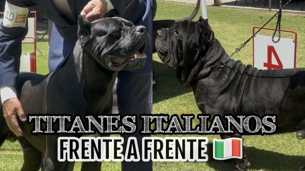 CANE CORSO y MASTÍN NAPOLITANO en la misma EXPOSICIÓN ¿quién es el REY de ITALIA?