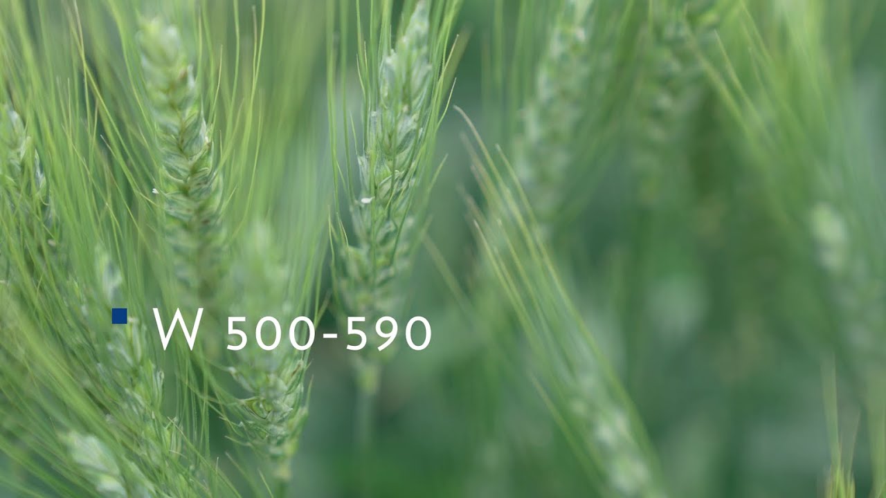 ACA 360 - il northern spring italiano - grano tenero di forza | FRUMENTI TENERI | CATALOGO LINEALAND