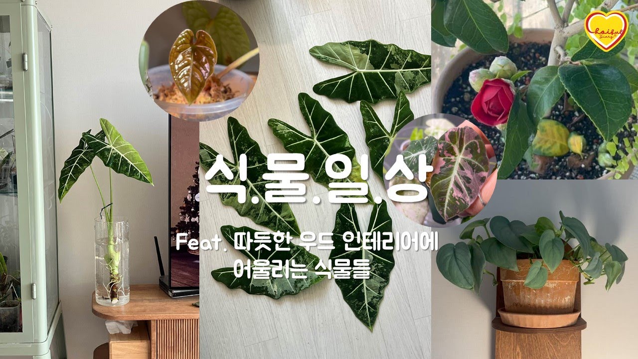식물일상vlog｜목이 길어 슬픈 무프덱 관리｜따듯한 우드 인테리어에 어울리는 식물 ｜부쩍 이뻐진 식물