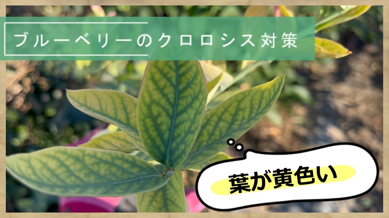ブルーベリーの葉が黄色っぽくなるクロロシス現象の原因と対策