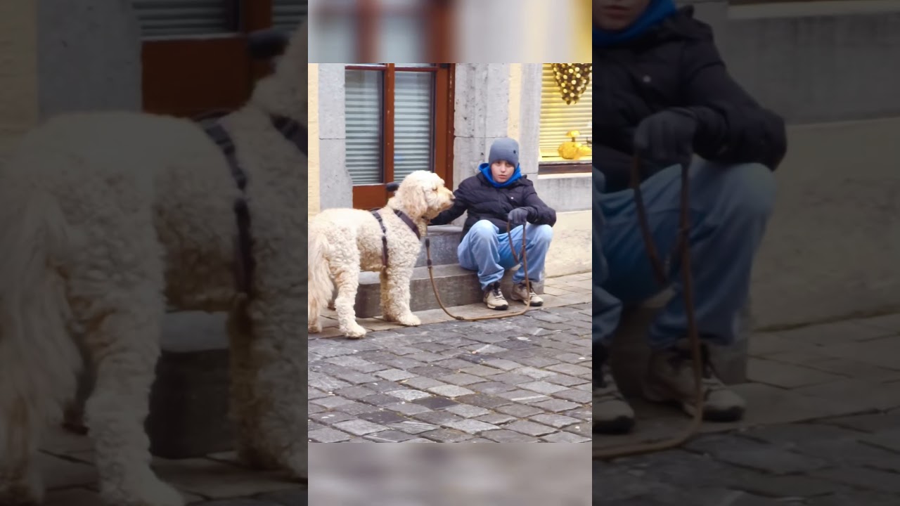 Dogs 🐕🐕🐕 of Europe