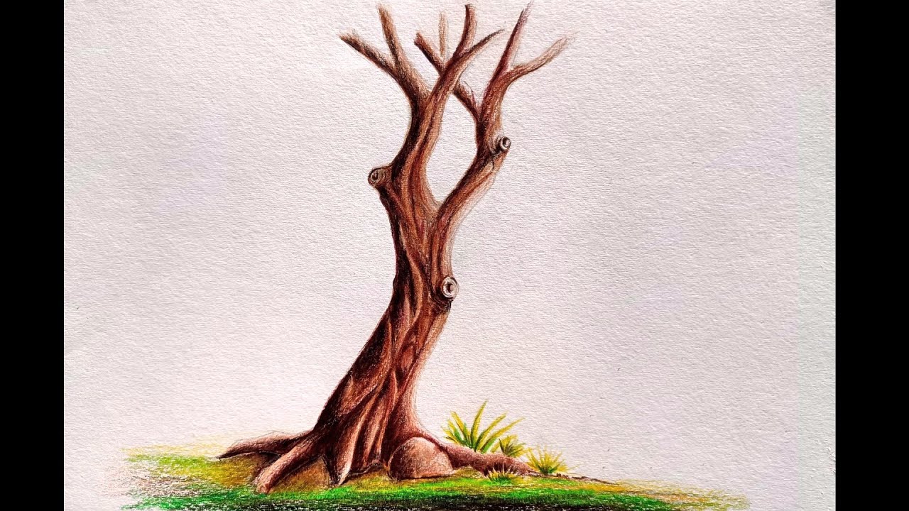 Tree Trunk Drawing for Beginners || Using Colour Pencils ll Colour pencil drawing
