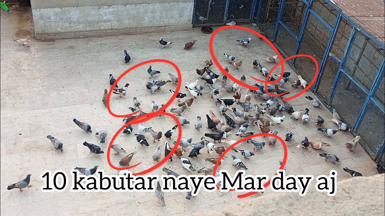10 kabutar naye Maar Diya 🕊✌😱