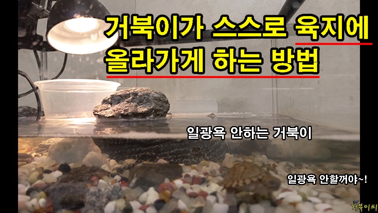 [#거북이씨​]  거북이가 육지에 올라가게 하는 방법  feat.해츨링 거북이