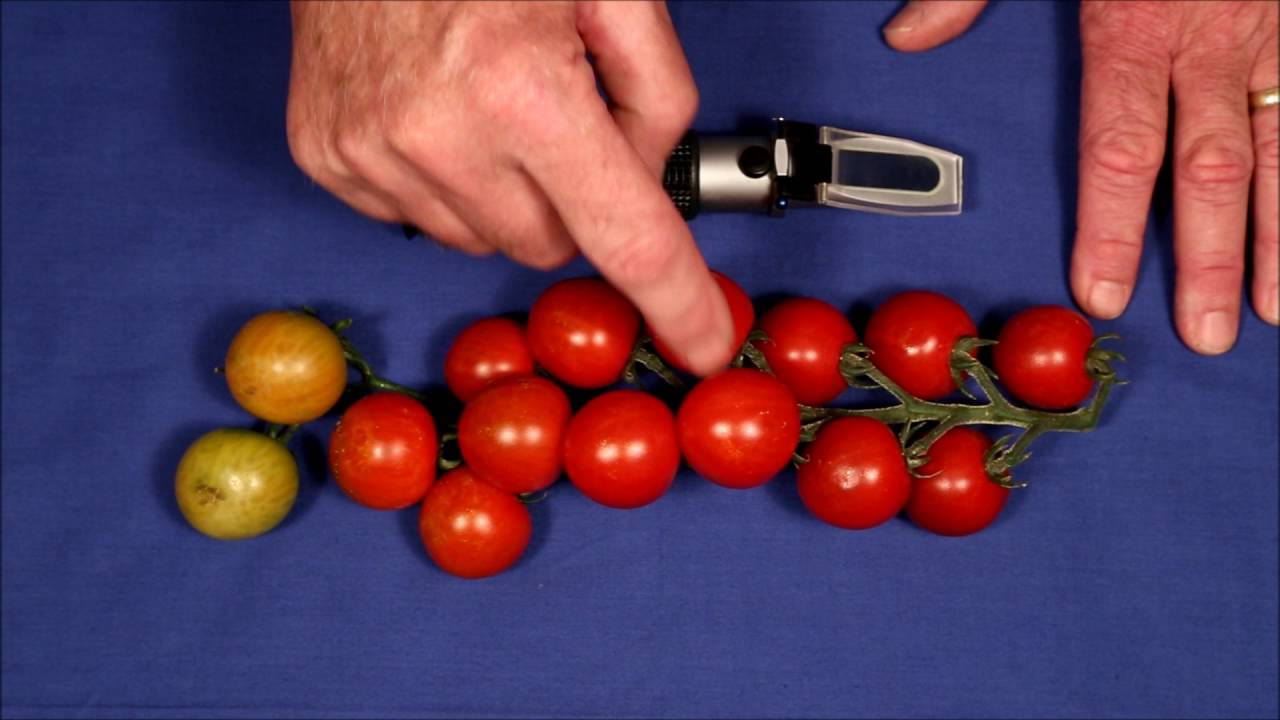 How To Get The Sweetest Cherry Tomatoes
