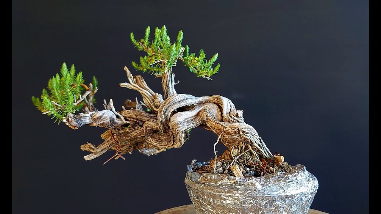 Bonsai Tree Thyme 1 Step 1