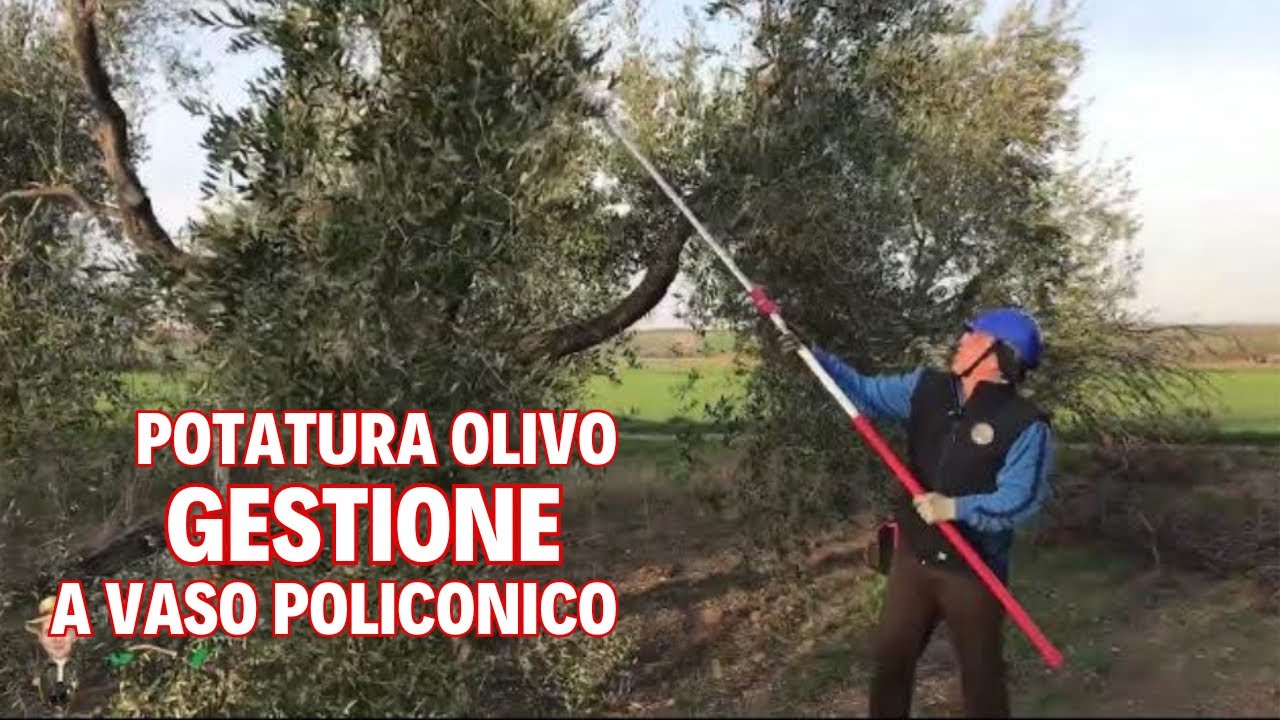 Mantenimento/Gestione Vaso Policonico Pianta di Olivo con Potatore Certificato