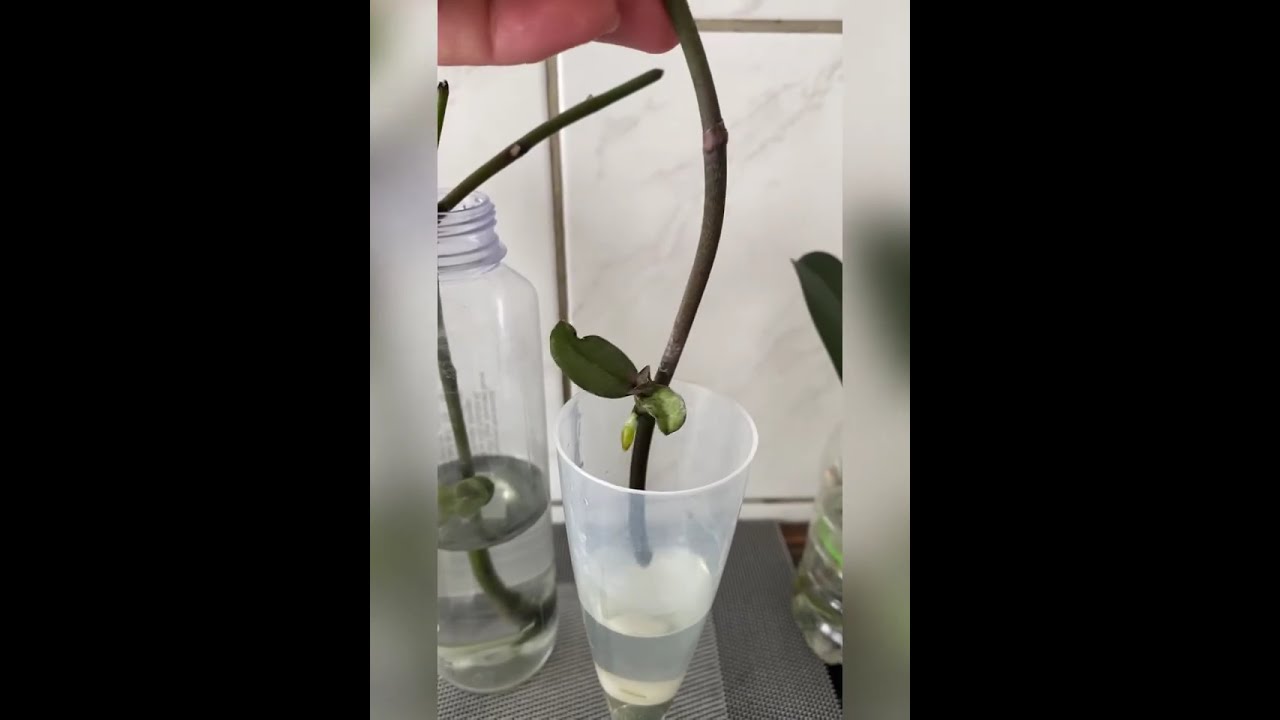 Orchideen Kindel Anzucht🌸//Orchideen Phalaenopsis durch Kindel vermehren 🌸