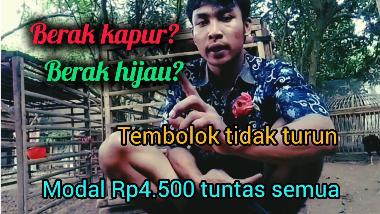 mengobati tembolok ayam tidak turun PART 1