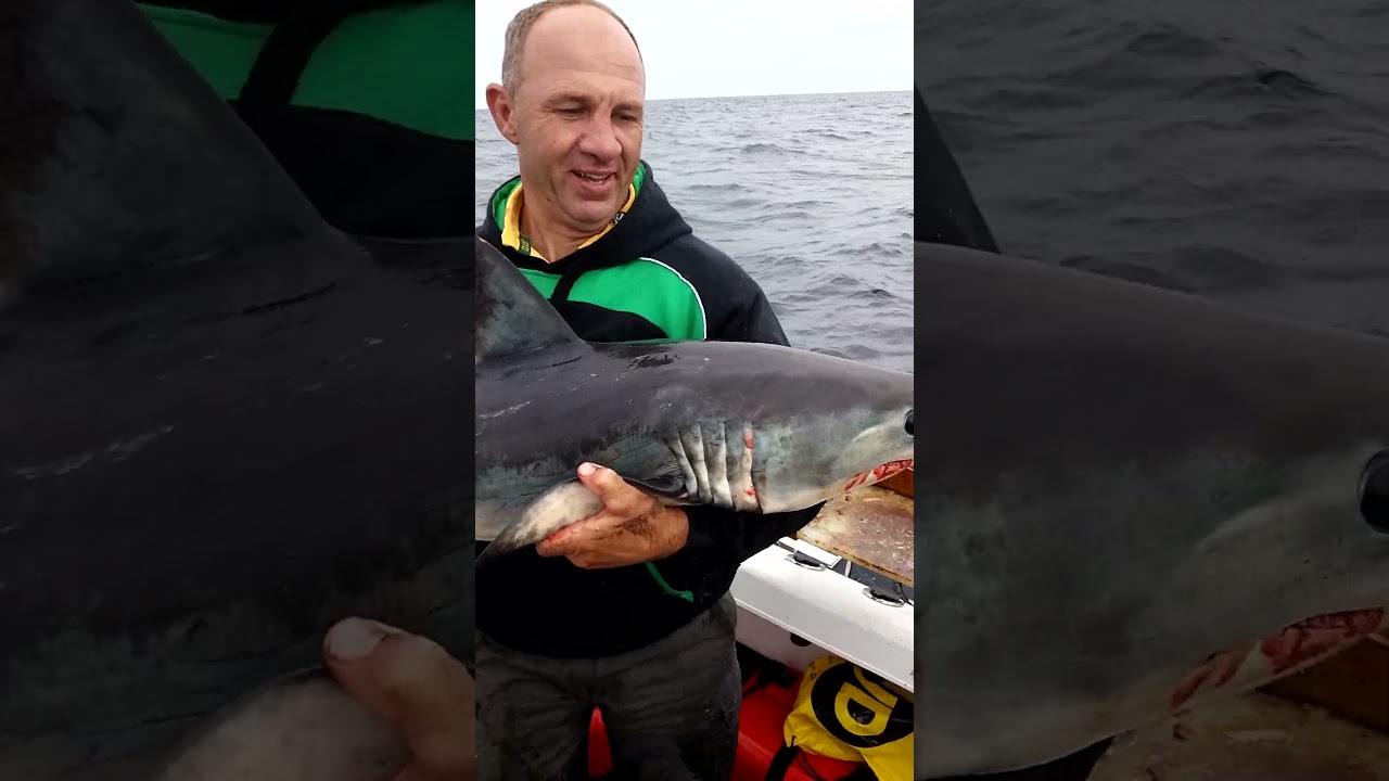 porbeagle shark released gently. #catchandrelease #fishing #fish #smallboat #shark