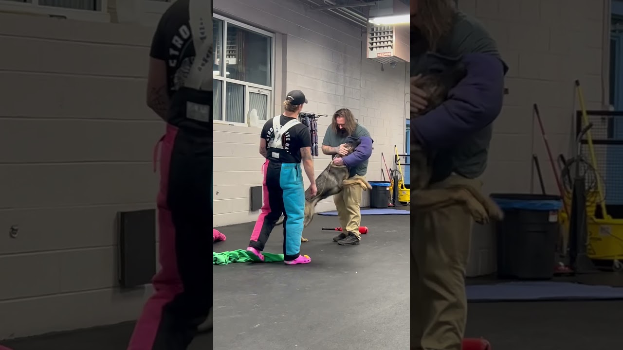 K9 Training Dogs #protection #k9  #chicagodogs #bite #doglover  #exotic  #puppy #malinois