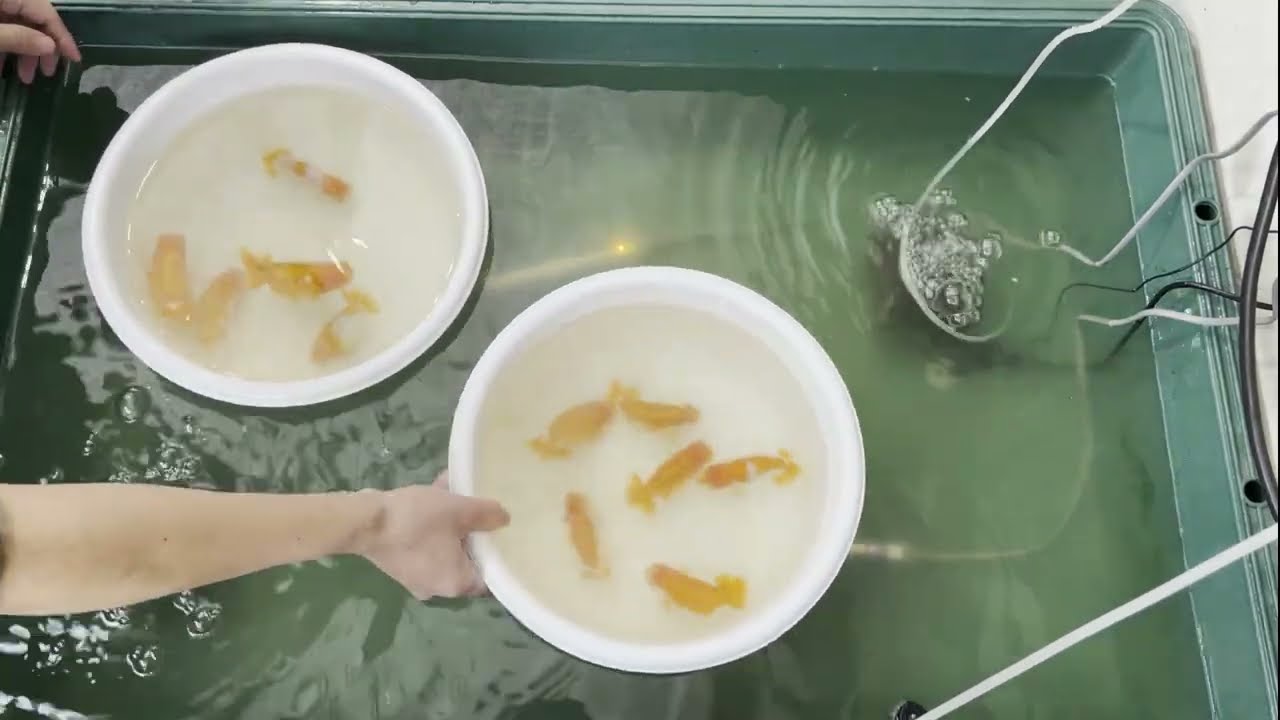 【らんちゅう屋外飼育】うちの水替えの様子！