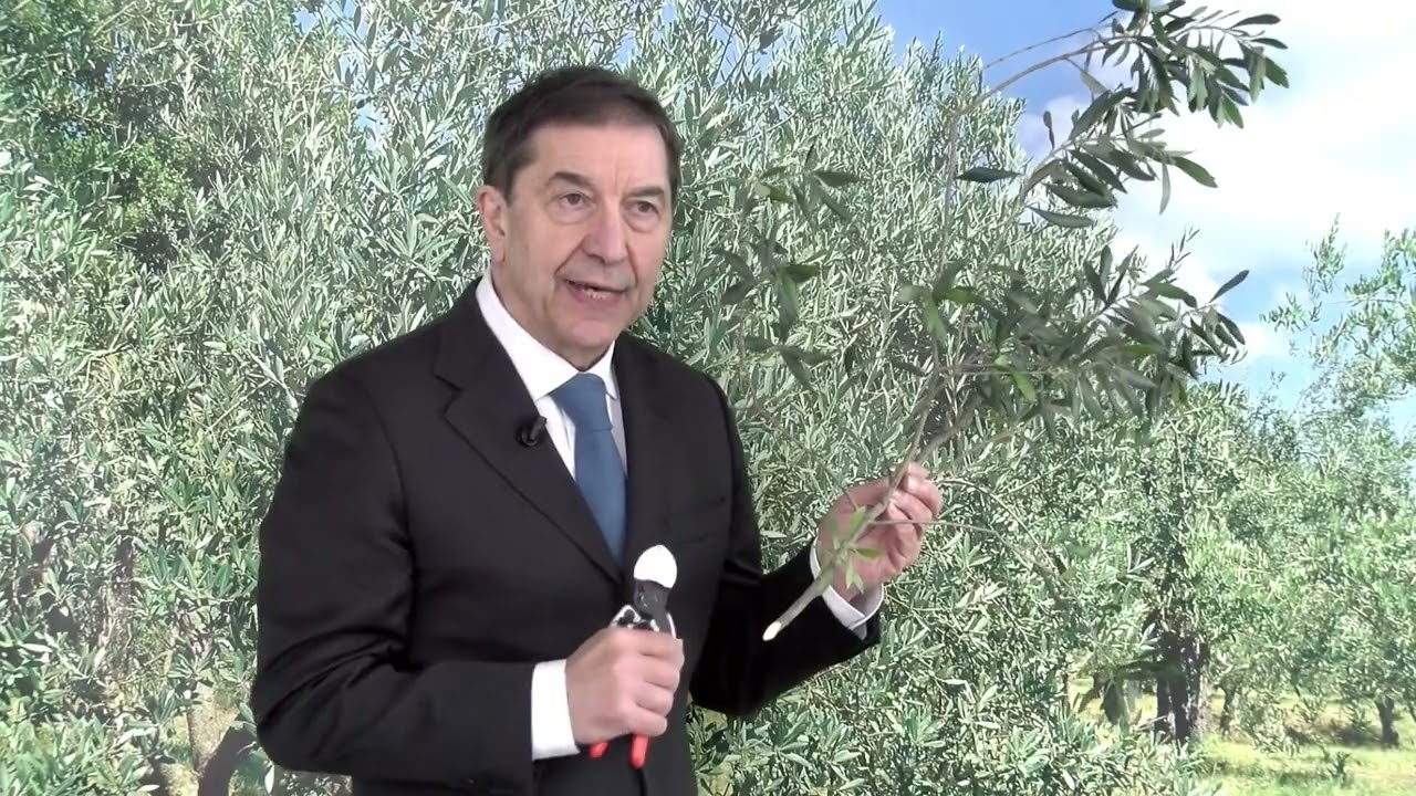 Olivo, diagnostica di fine inverno