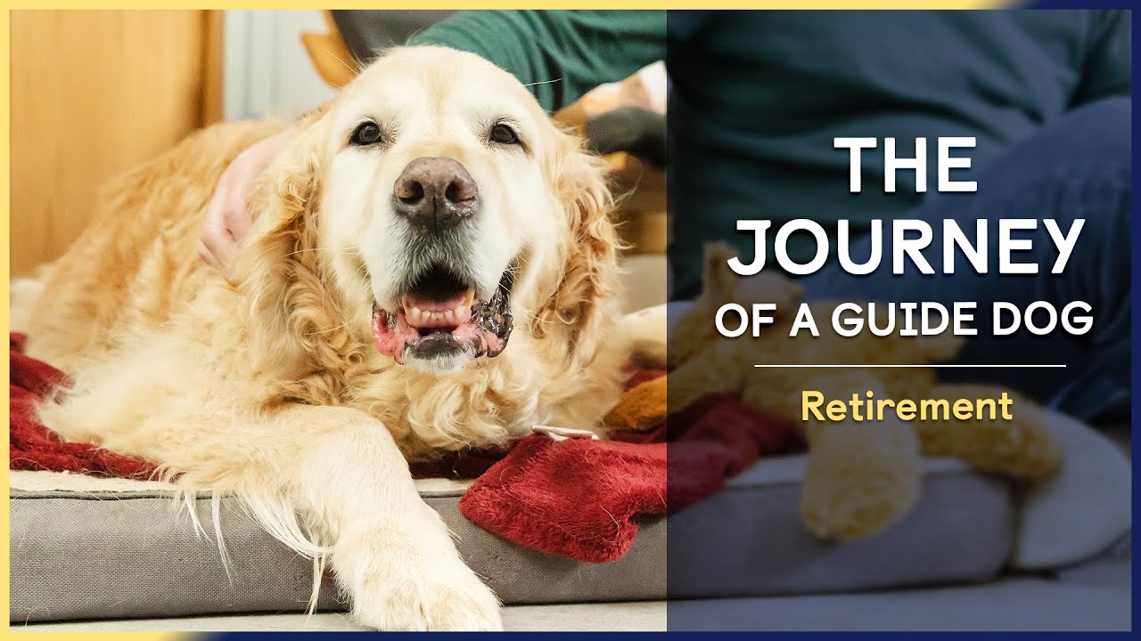 Retirement | Episode 10 | The Journey of a Guide Dog