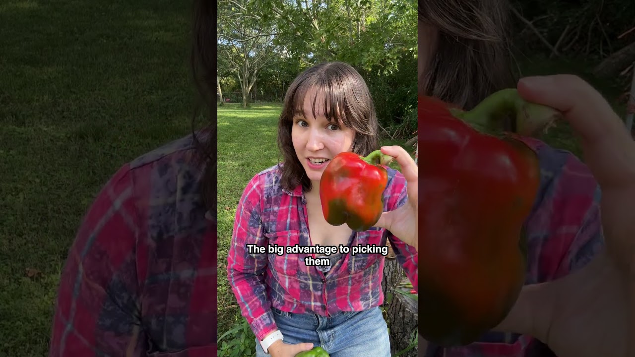 How to Know When to Harvest Peppers (Beginner's Short Guide)