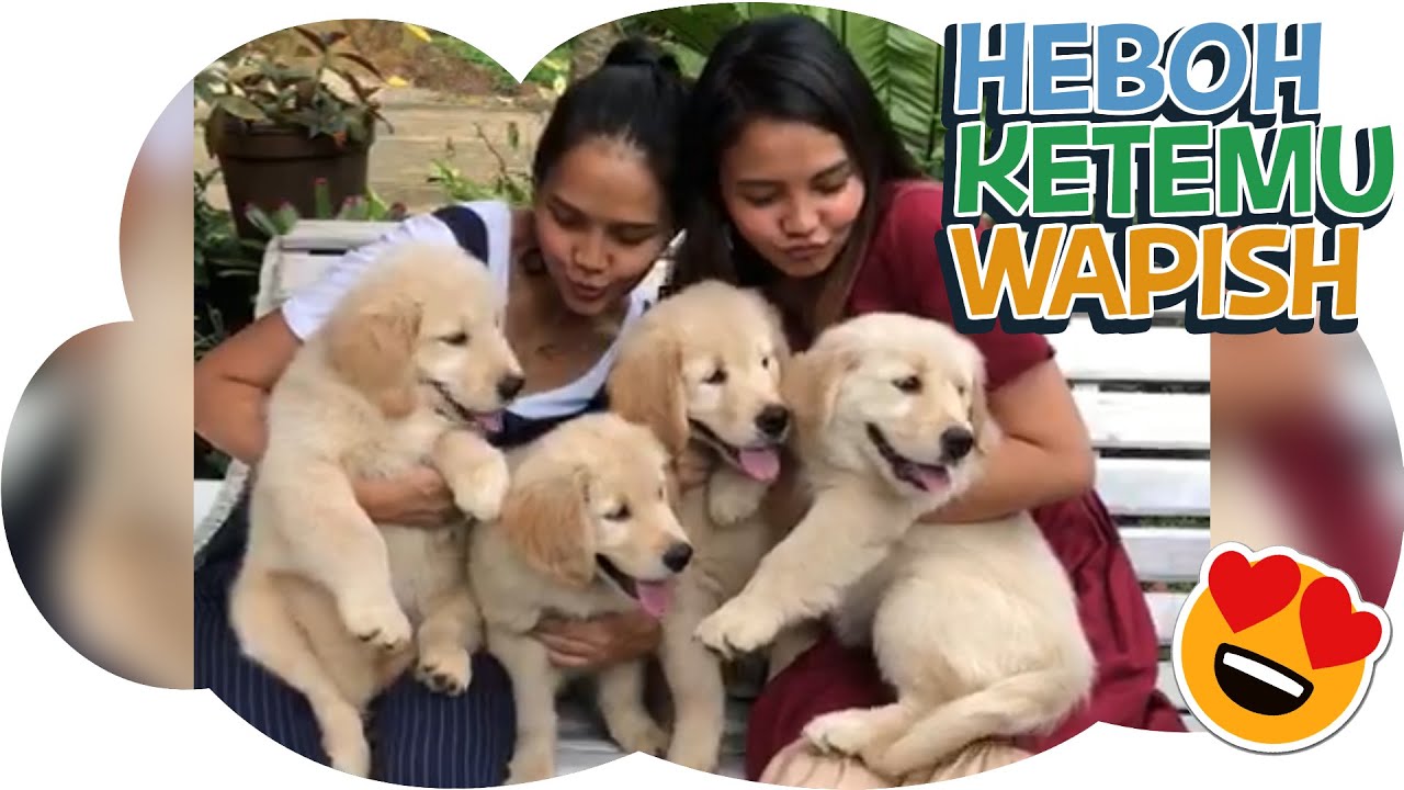 KERUSUHAN SNOWBABIES THE GOLDEN FAM | #TWNSVLOG