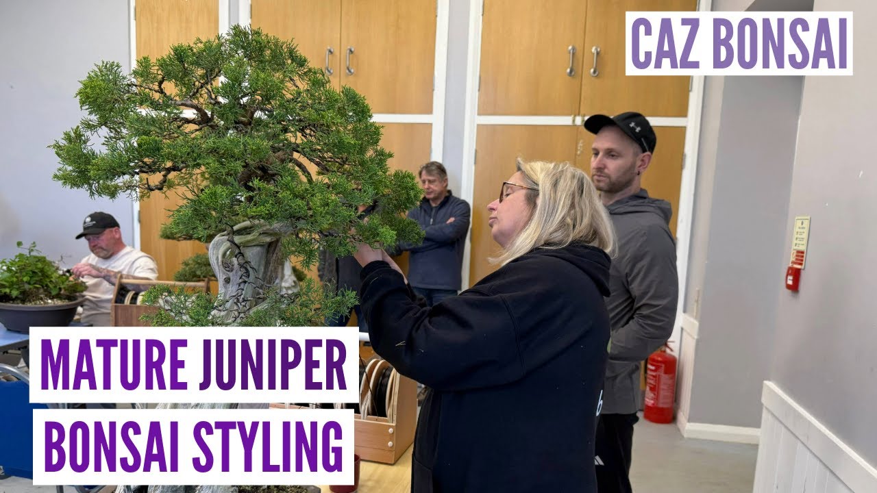 Caz Bonsai    Mature Juniper Styling & Foliar Feed Advice.