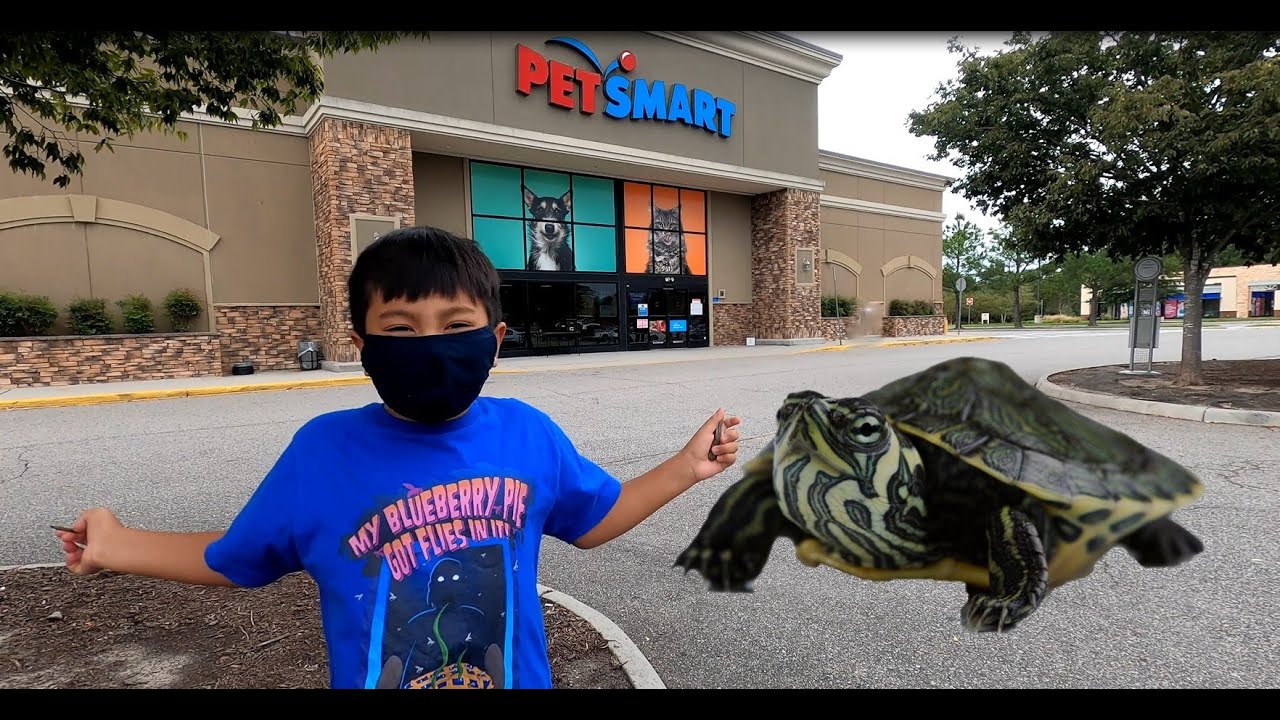 Setting Up Our Pet Turtle Tank
