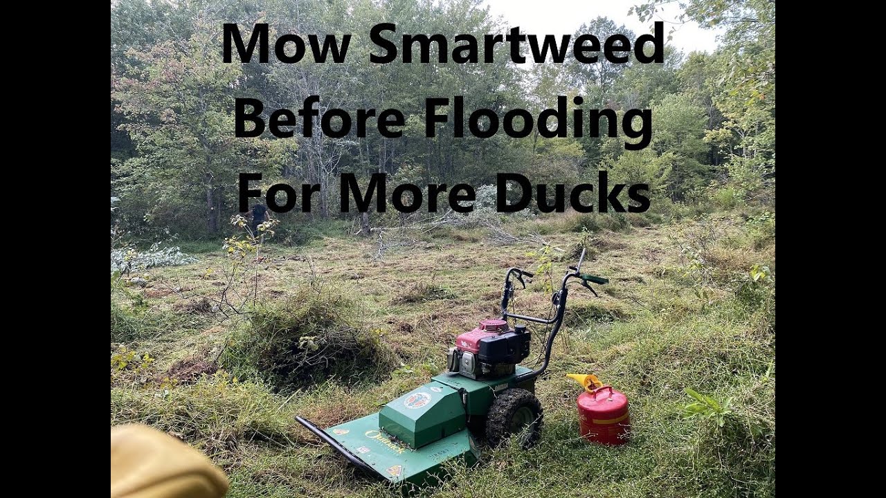 Managing a waterfowl impoundment | Mow smartweed Before Flooding to Attract More Ducks