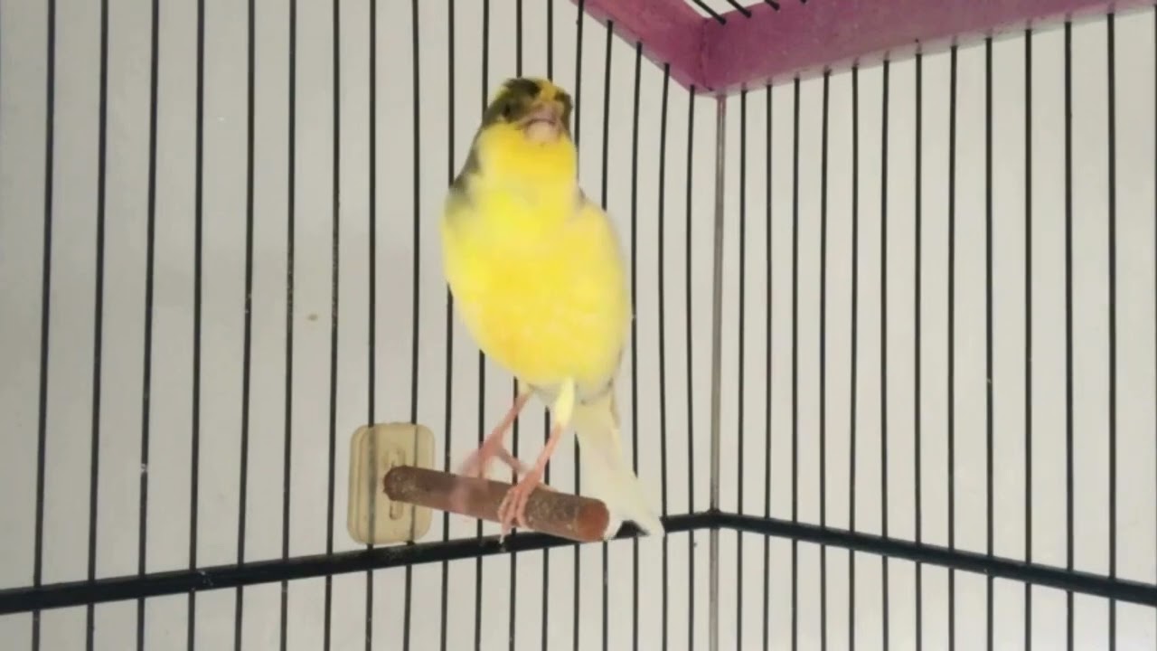 Belgian Canary Training for Louder and Clearer Songs