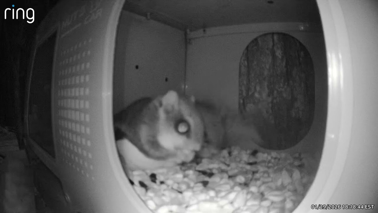 #flyingsquirrel #nightnature #naturelovers #squirrel #nighttime #nocturnalanimals 