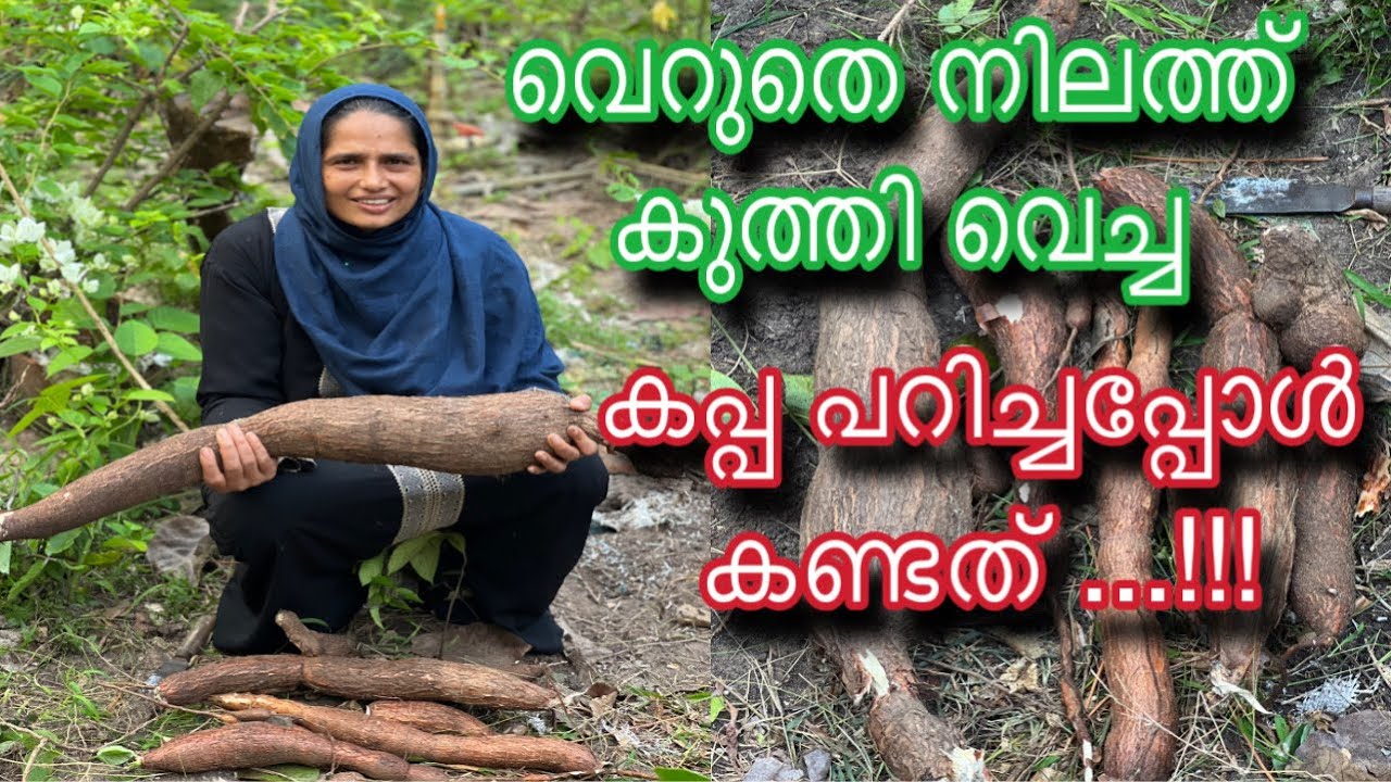 കപ്പ കൃഷി  | Kappa Krishi | Tapioca Farming Tips Malayalam | ക്വിന്റൽ കപ്പ | Quintal Kappa