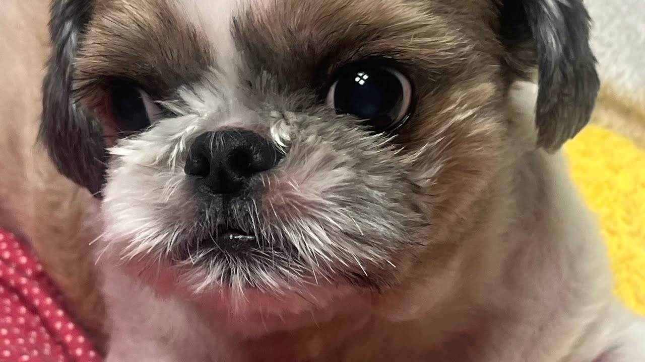 귀여운 시츄 입술