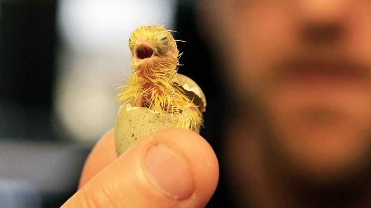 I thought all Quail took 16 days to hatch. I was wrong. | Magicfly Incubator