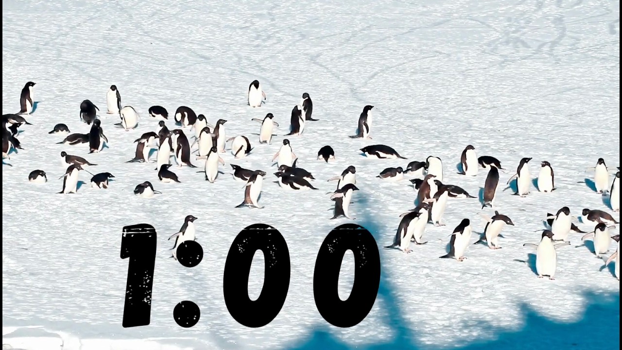 1 Minute Classroom Timer | Penguin Parade Theme | Winter | No Music | Quiet Alarm
