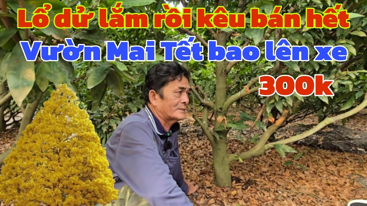 Thu hồi vốn kêu bán gấp vườn Mai Vip chơi bông Tết giá nào cũng có 