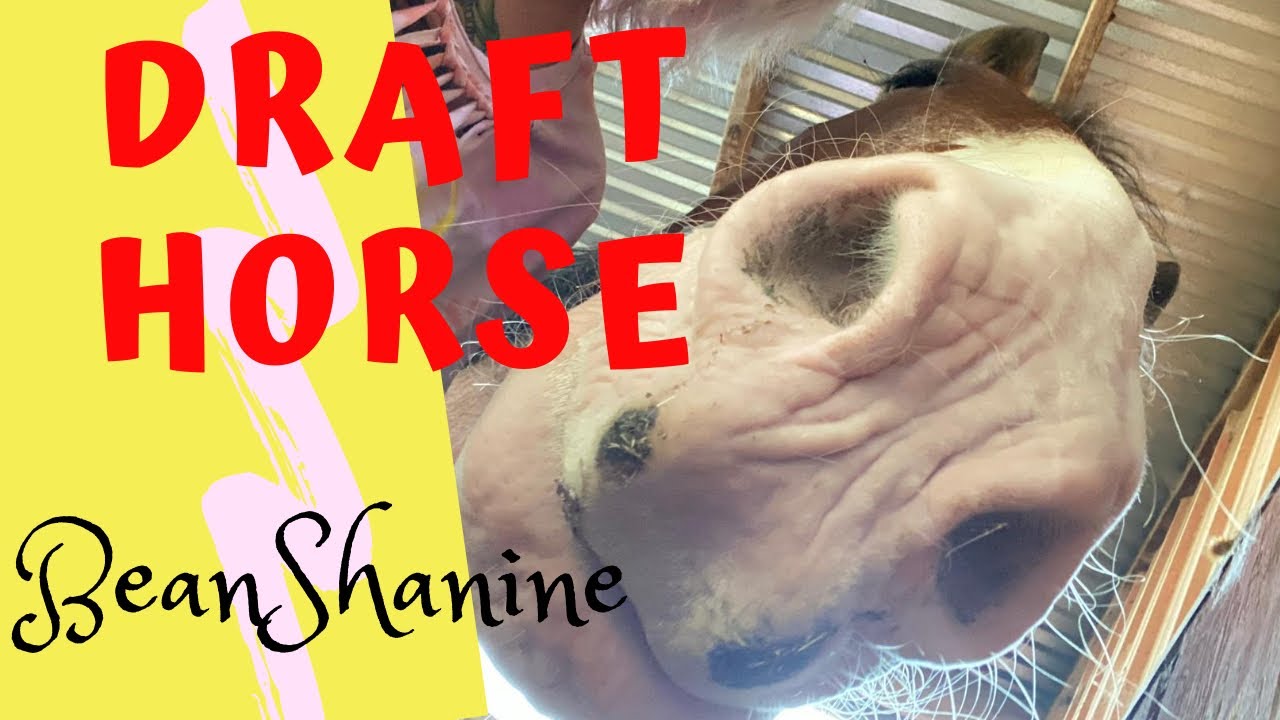 Clydesdale HORSE shakes like a dog| Draft horses| Bean Shanine