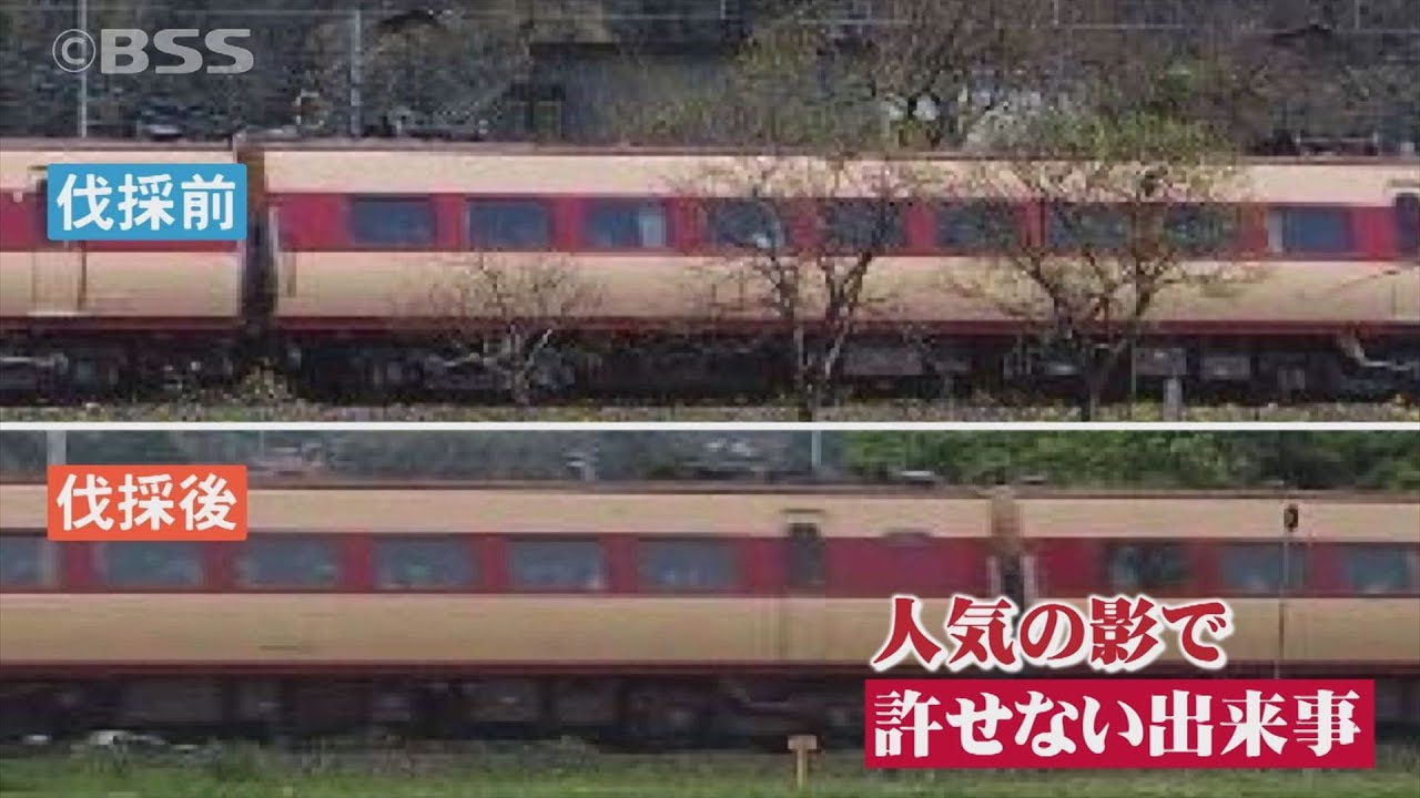「うそでしょ！冗談でしょ！」 勝手に柿の木を伐採 … 「撮り鉄」の仕業か