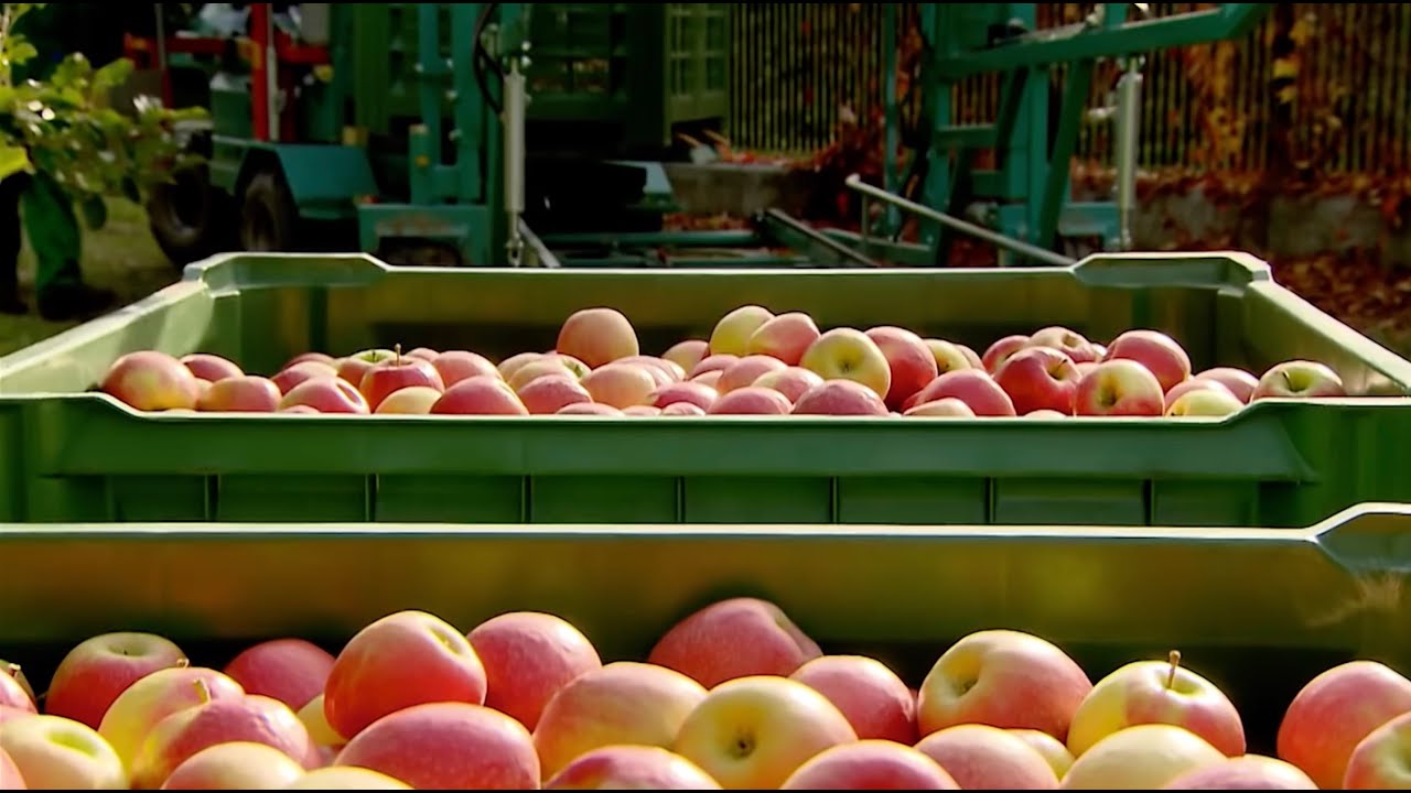 Комбайн для бережного сбора яблок Tecnofruit CF 105