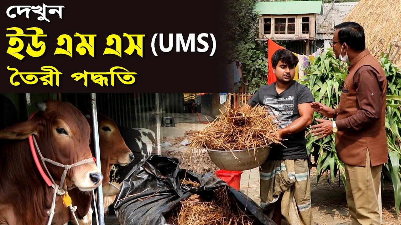 এবার দেখেনিন ইউ এম এস ( U M S ) তৈরী পদ্ধতি , ইউরিয়া মোলাসেস ট্র । যা সকল খামারির জানা প্রয়োজন ।