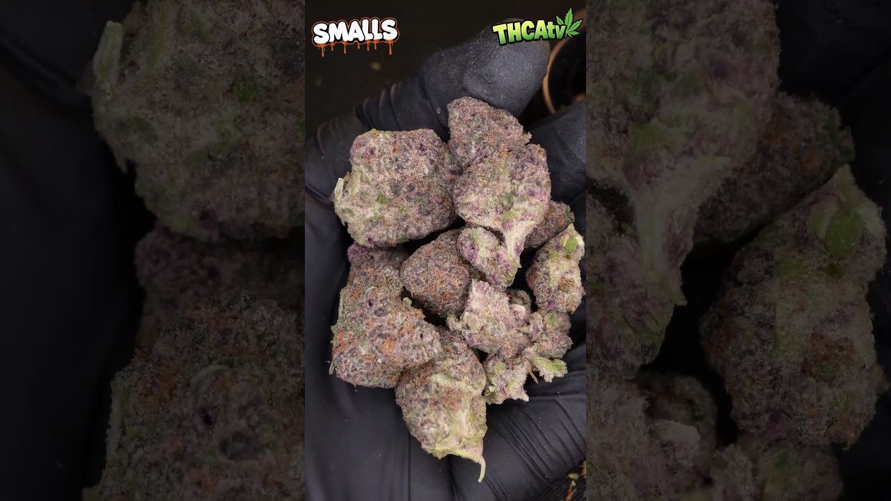 Gas or Pass: Budget Edition! 🛢️ Superboof (THCA Flower Smalls) Review | THCAKING.com 🌿