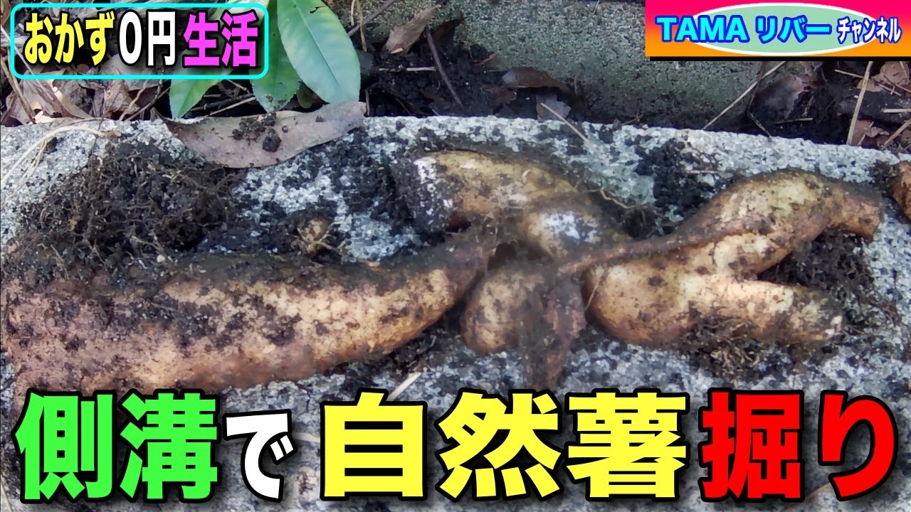 【おかず０円生活】超楽ちん側溝で自然薯掘り