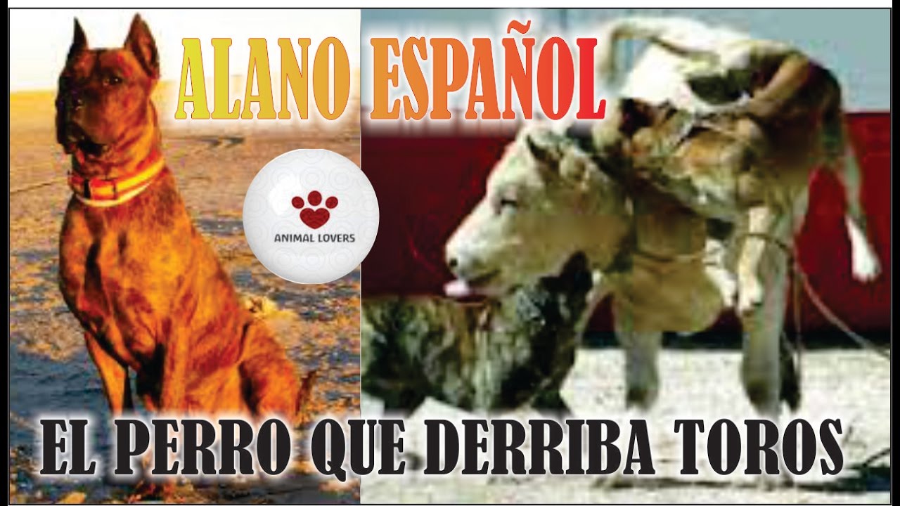 Alano Español cazador de toros y jabalíes, características de la raza y generalidades