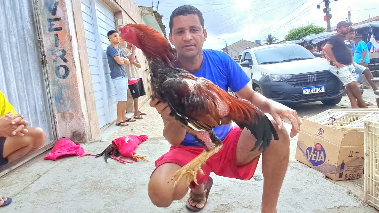 A MAIOR FEIRA DAS GALINHAS 🐔 COM BASTANTE AVES PRAÇA DA FUMAGEIRA EM ARAPIRACA 29/12/2024#nordeste